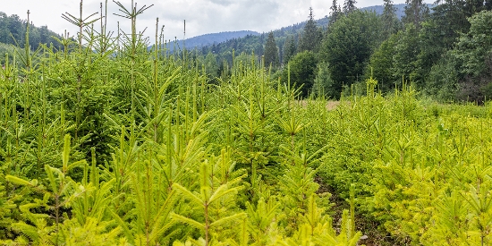 OnFarming | Jungkulturen im Wald pflegen