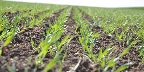 OnFarming | Wintergerste-Sorten whlen