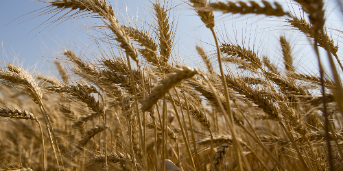 OnFarming | Sommergersten-Sorten whlen