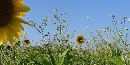 OnFarming | Sonnenblumen-Saatgut whlen
