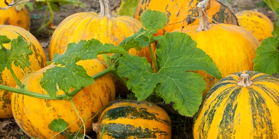 OnFarming | Krbis: Sorten, Anbau und Kulturfhrung