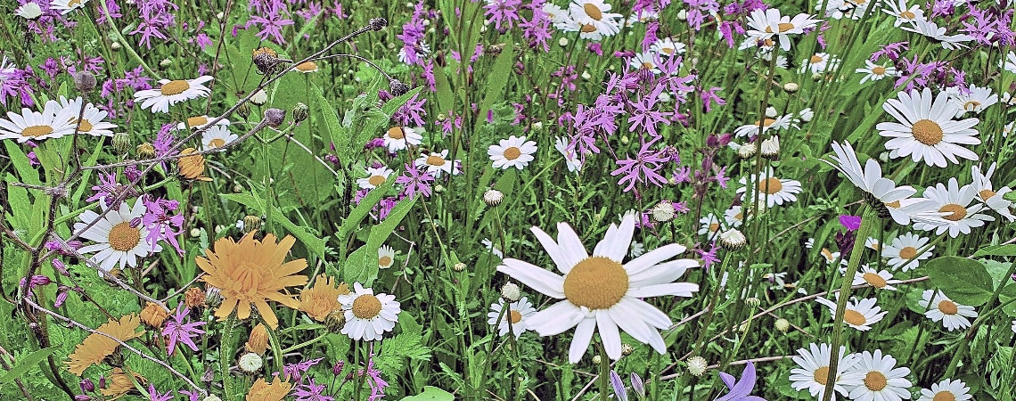 wildbienen saatgut Blhpatenschaft - 10 qm Blumenwiese