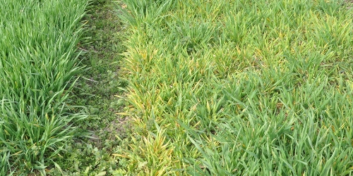 OnFarming | Wintergerste-Sorten whlen