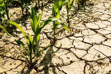 OnFarming | Dngen bei Trockenheit