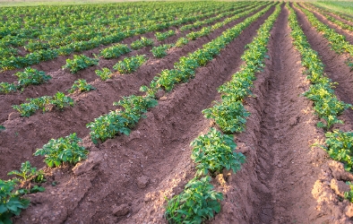 OnFarming | Phosphat effizient einsetzen