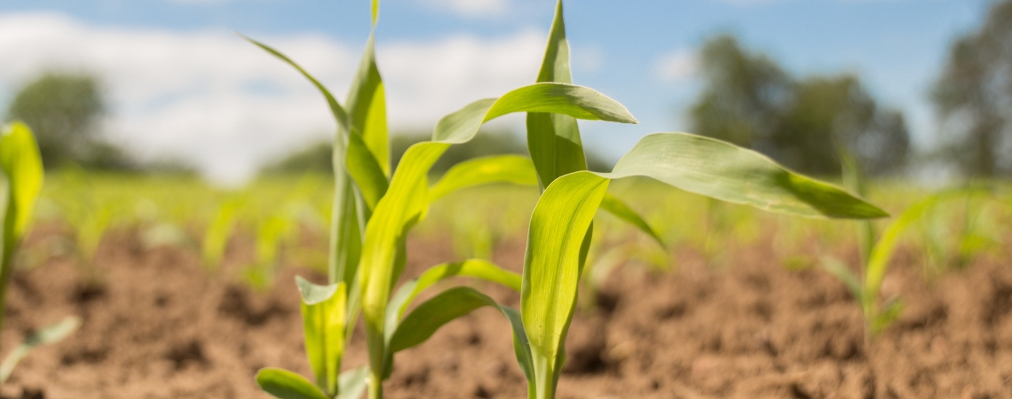 OnFarming | Maisdngung mit einem stabilisierten N-Dnger