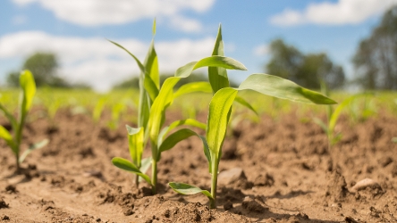 OnFarming | Mikrogranulat fr eine optimale Jugendentwicklung