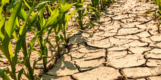 OnFarming | Mit Kalium und Magnesium den Wasserhaushalt optimieren