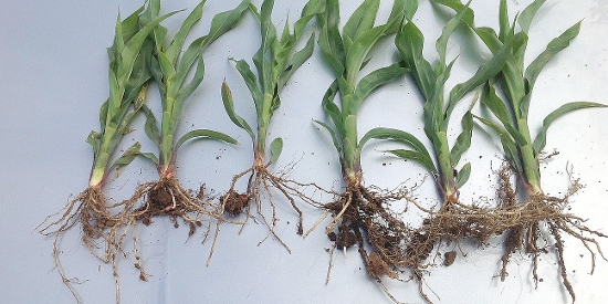OnFarming | Mikrogranulat fr eine optimale Jugendentwicklung