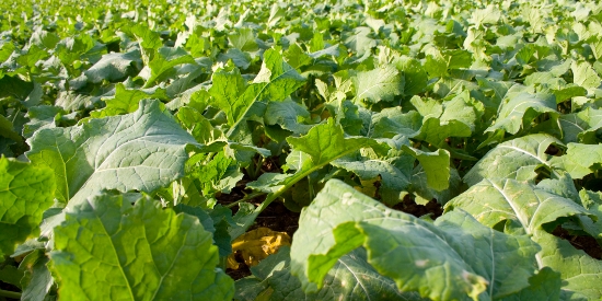 OnFarming | Rapsdngung im Herbst