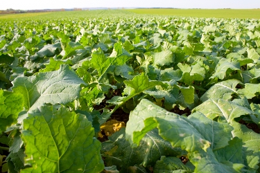 organischer dünger pflanzen Florana