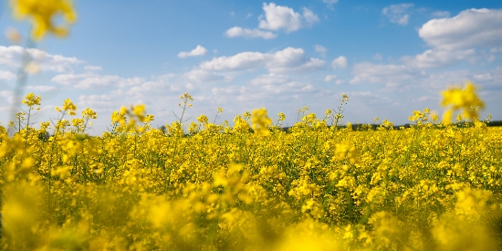 OnFarming | Stickstoff-Dngung bei Raps abschlieen