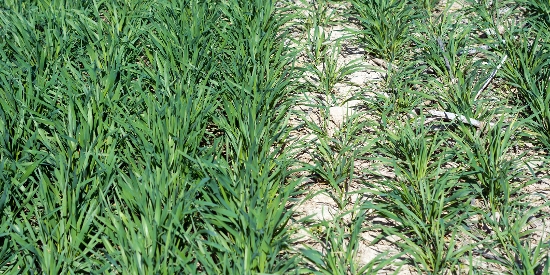 OnFarming | N-Sptdngung im Winterweizen