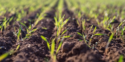 OnFarming | Wintergerste-Sorten whlen
