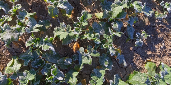 OnFarming | Andngung im Raps