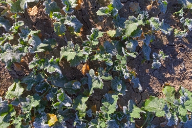 OnFarming | Rapsdngung im Herbst