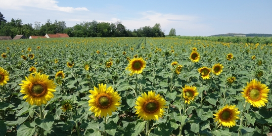 OnFarming | Sonnenblumen-Saatgut whlen