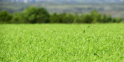 OnFarming | Saatgut & Bio-Saatgut whlen
