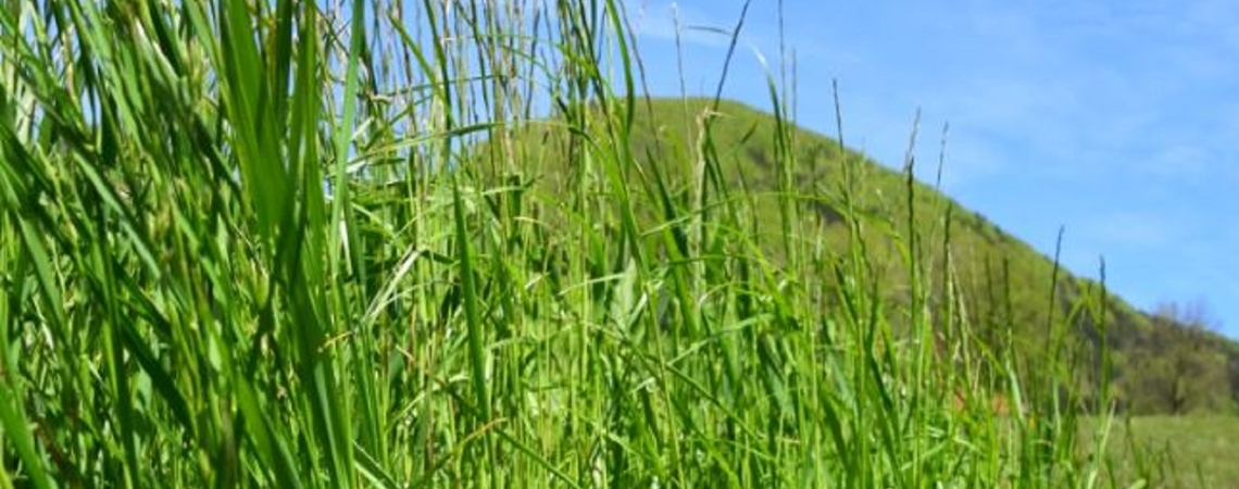 OnFarming | Tipps zu Grnlandschnitt und Dngung