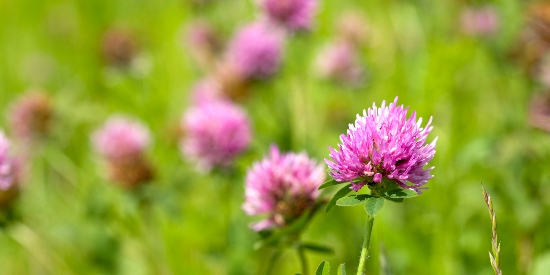 OnFarming | Warum Sie Kleegrser und Luzernegrser anbauen sollten