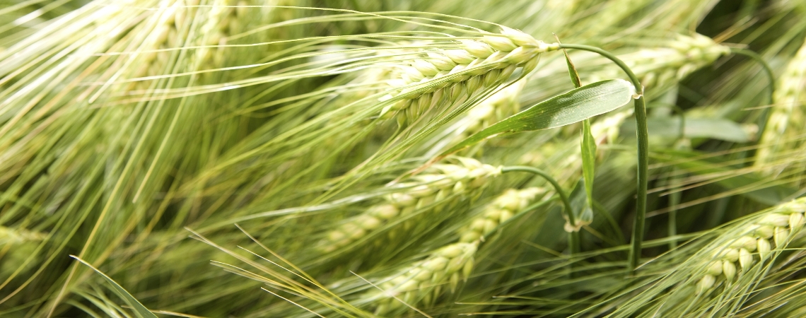 OnFarming | Sommergersten-Sorten whlen