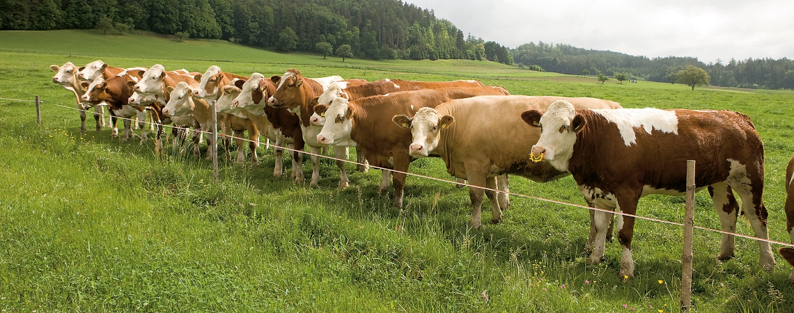 OnFarming | Saatgut Dauerweide: Jetzt Mischung whlen