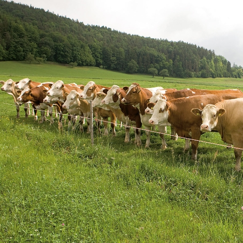 OnFarming | Saatgut & Bio-Saatgut whlen