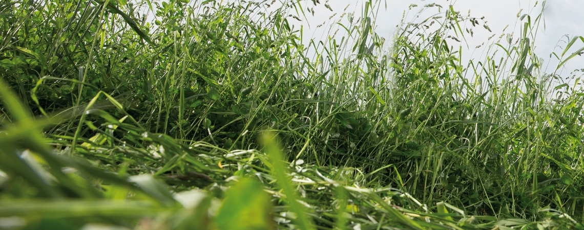 OnFarming | Wiesengrn-Saatgut whlen