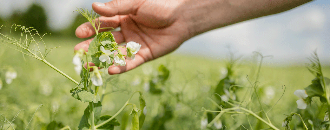OnFarming | Winterkrnererbsen-Sorten whlen