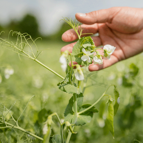 OnFarming | Winterfuttererbsen-Sorten whlen