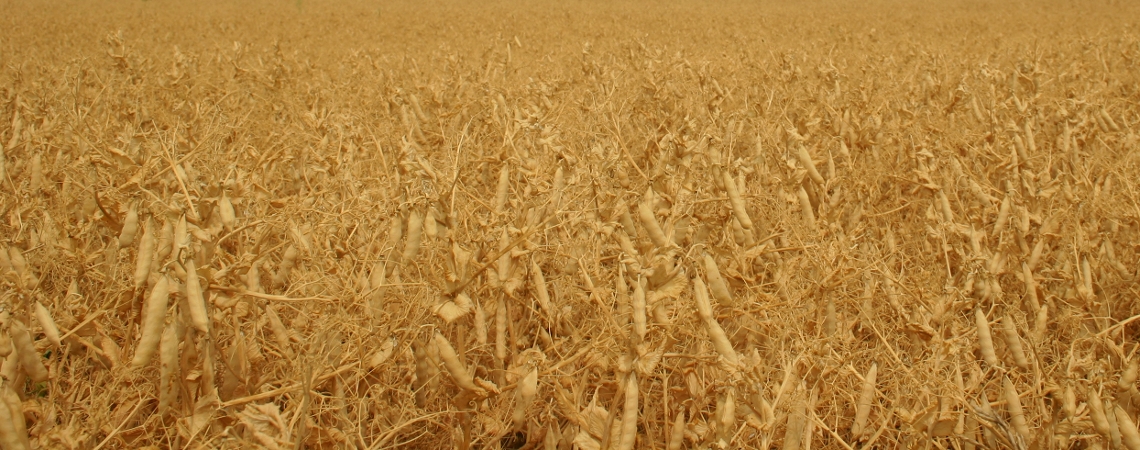 OnFarming | Krnererbsen-Sorten whlen