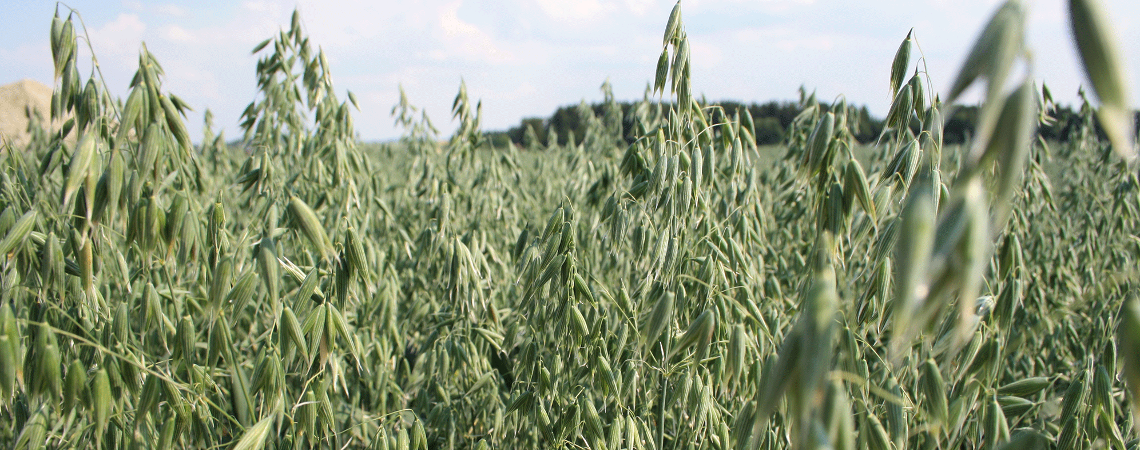 OnFarming | Winterhafer-Sorten whlen