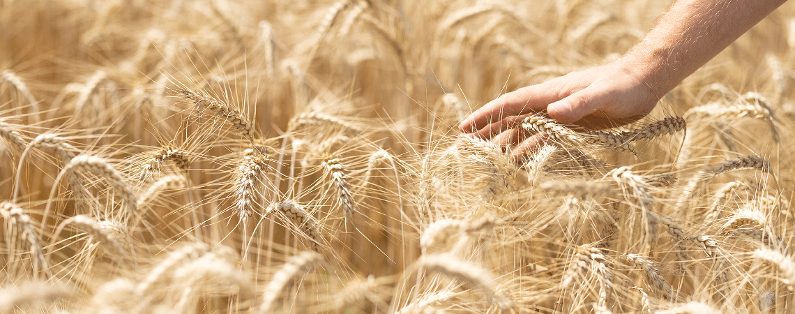 OnFarming | Winterweizen-Sorten whlen