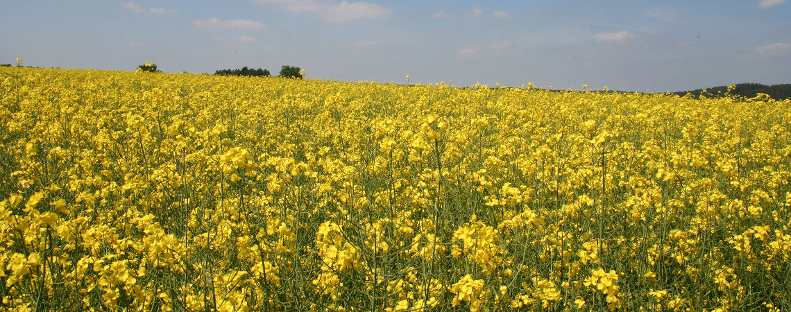 OnFarming | Raps-Sorten whlen