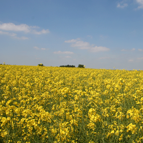 OnFarming | Bio-Raps: Tipps fr den Anbau