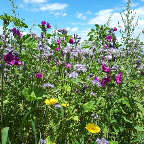 OnFarming | Saatgut fr Biodiversittsflchen