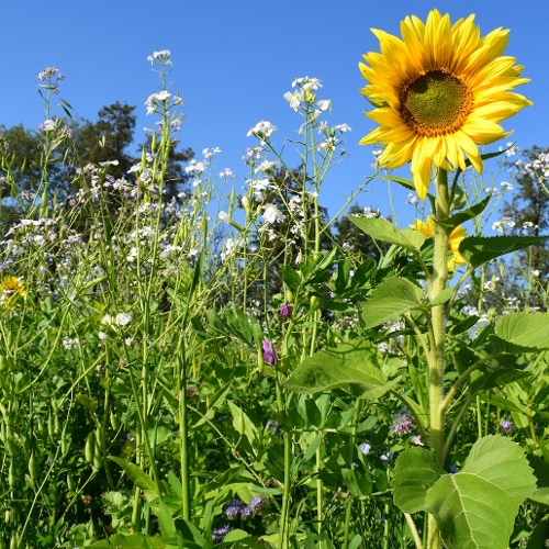 OnFarming | Saatgut & Bio-Saatgut whlen